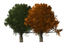 Comment faire des arbres dans Photoshop