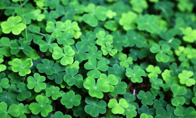 Découvrez les différentes couleurs de la Saint-Patrick