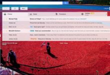 Thème du Gmail sur les tourbières de canneberges