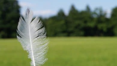 5 navigateurs légers pour Windows 10