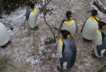9 des meilleures distributions Linux en 2021