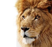 Comment savoir si vos applications et programmes préférés fonctionneront sur Lion