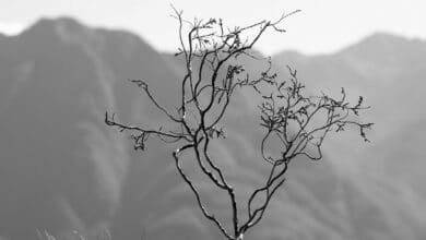 Salix Ratpoison - Une distribution ésotérique pour les Alpha Geeks